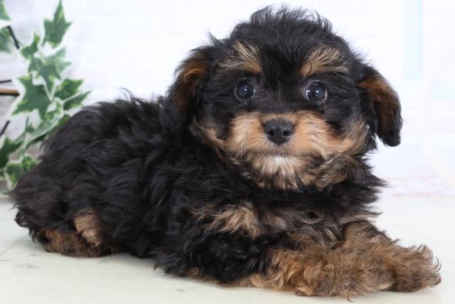 福岡県のチワプー/プーチー(チワワ×プードル) (Coo&RIKUゆめタウン飯塚店/2025年12月29日生まれ/男の子/ブラックタン)の子犬の2枚目の画像