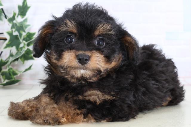 福岡県のチワプー/プーチー(チワワ×プードル) (Coo&RIKUゆめタウン飯塚店/2025年12月29日生まれ/男の子/ブラックタン)の子犬の3枚目の画像