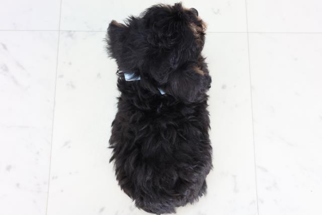 福岡県のチワプー/プーチー(チワワ×プードル) (Coo&RIKUゆめタウン飯塚店/2025年12月29日生まれ/男の子/ブラックタン)の子犬の4枚目の画像