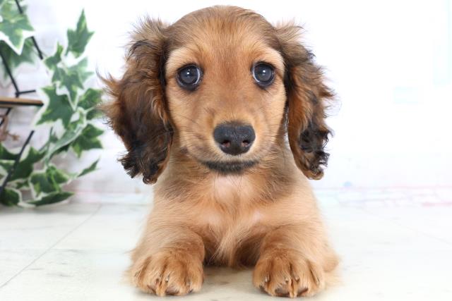 沖縄県のミニチュアダックスフンド(ロング) (Coo&RIKUイーアス沖縄豊崎店/2025年12月24日生まれ/男の子/シェーデットレッド)の子犬の1枚目の画像