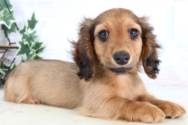 沖縄県のミニチュアダックスフンド(ロング) (Coo&RIKUイーアス沖縄豊崎店/2025年12月24日生まれ/男の子/シェーデットレッド)の子犬の2枚目の画像