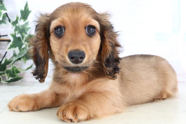 沖縄県のミニチュアダックスフンド(ロング) (Coo&RIKUイーアス沖縄豊崎店/2025年12月24日生まれ/男の子/シェーデットレッド)の子犬の3枚目の画像