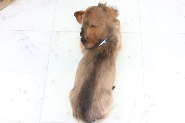 沖縄県のミニチュアダックスフンド(ロング) (Coo&RIKUイーアス沖縄豊崎店/2025年12月24日生まれ/男の子/シェーデットレッド)の子犬の4枚目の画像