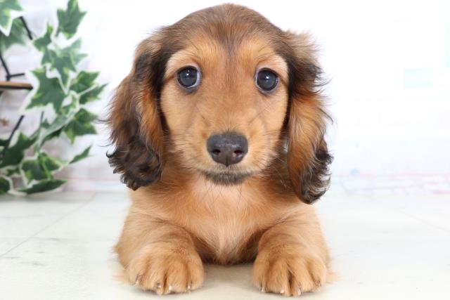 福岡県のミニチュアダックスフンド(ロング) (Coo&RIKU久留米店/2025年12月24日生まれ/男の子/シェーデットレッド)の子犬の1枚目の画像