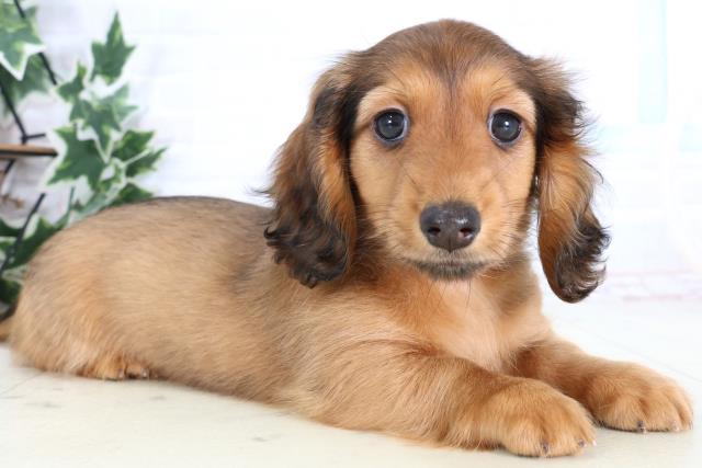 福岡県のミニチュアダックスフンド(ロング) (Coo&RIKU久留米店/2025年12月24日生まれ/男の子/シェーデットレッド)の子犬の2枚目の画像