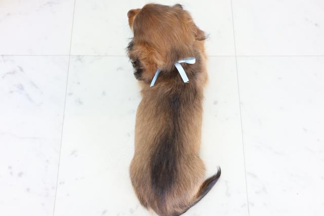 福岡県のミニチュアダックスフンド(ロング) (Coo&RIKU久留米店/2025年12月24日生まれ/男の子/シェーデットレッド)の子犬の4枚目の画像