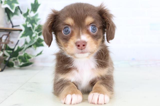 佐賀県のチワックス(チワワ×ダックス) (Coo&RIKU佐賀神埼店/2025年12月28日生まれ/男の子/チョコレートタンホワイト)の子犬の1枚目の画像