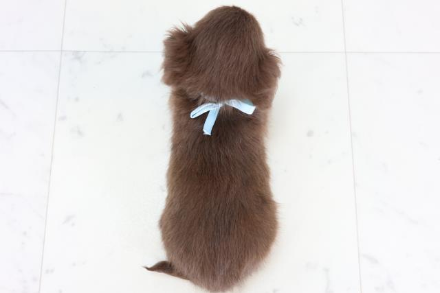 佐賀県のチワックス(チワワ×ダックス) (Coo&RIKU佐賀神埼店/2025年12月28日生まれ/男の子/チョコレートタンホワイト)の子犬の4枚目の画像