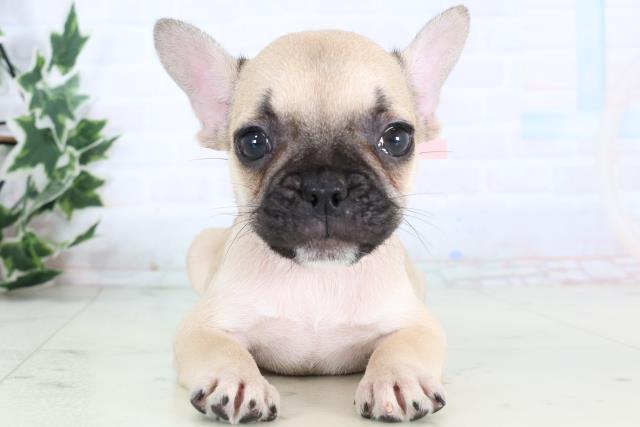 宮崎県のフレンチブルドッグ (Coo&RIKU宮崎店/2025年12月29日生まれ/女の子/フォーン)の子犬の1枚目の画像