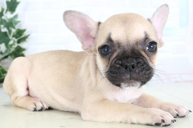 宮崎県のフレンチブルドッグ (Coo&RIKU宮崎店/2025年12月29日生まれ/女の子/フォーン)の子犬の2枚目の画像