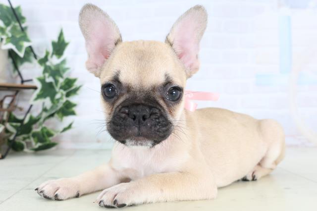 宮崎県のフレンチブルドッグ (Coo&RIKU宮崎店/2025年12月29日生まれ/女の子/フォーン)の子犬の3枚目の画像