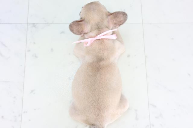 宮崎県のフレンチブルドッグ (Coo&RIKU宮崎店/2025年12月29日生まれ/女の子/フォーン)の子犬の4枚目の画像