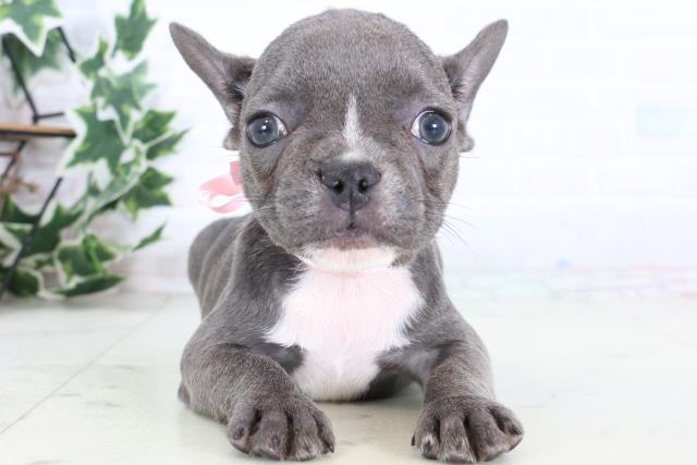 フレンチブルドッグ