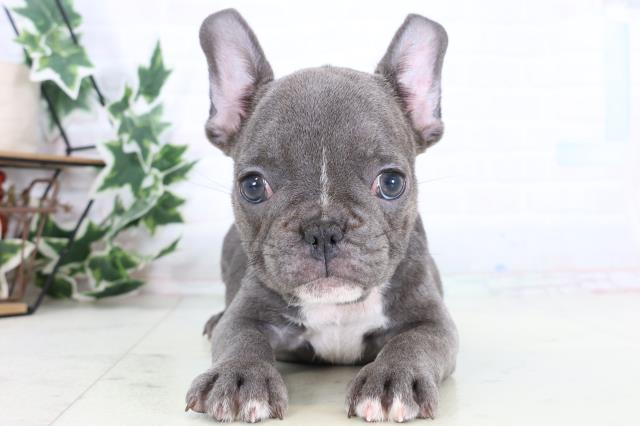 フレンチブルドッグ