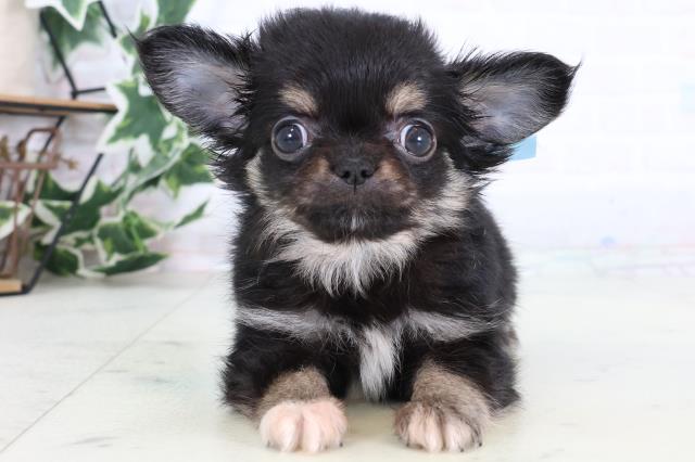 福岡県のチワワ(ロング) (Coo&RIKUフォレストシティ春日店/2025年12月30日生まれ/男の子/ブラックタンホワイト)の子犬の1枚目の画像