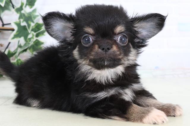 福岡県のチワワ(ロング) (Coo&RIKUフォレストシティ春日店/2025年12月30日生まれ/男の子/ブラックタンホワイト)の子犬の2枚目の画像