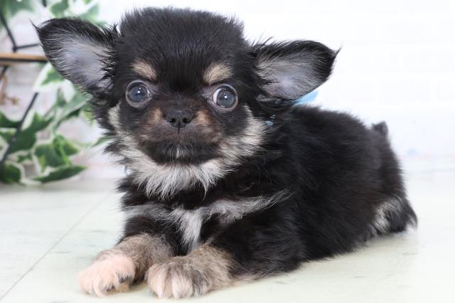 福岡県のチワワ(ロング) (Coo&RIKUフォレストシティ春日店/2025年12月30日生まれ/男の子/ブラックタンホワイト)の子犬の3枚目の画像