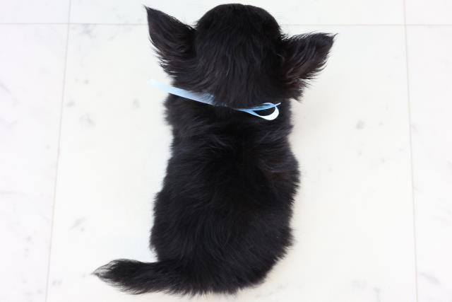 福岡県のチワワ(ロング) (Coo&RIKUフォレストシティ春日店/2025年12月30日生まれ/男の子/ブラックタンホワイト)の子犬の4枚目の画像