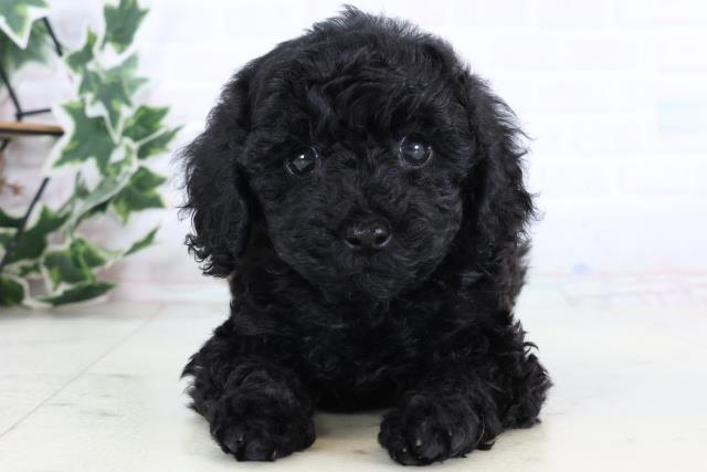 福岡県のトイプードル(トイ) (Coo&RIKU久留米店/2025年12月30日生まれ/女の子/ブラック)の子犬の1枚目の画像