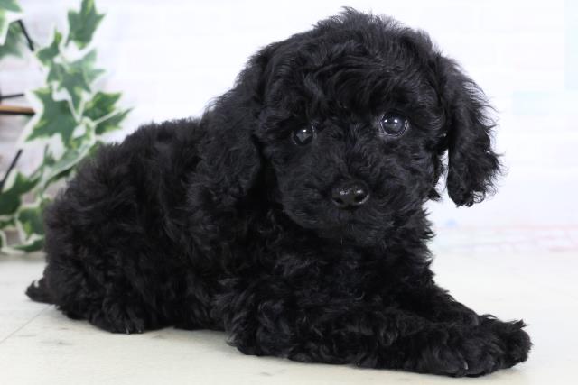 福岡県のトイプードル(トイ) (Coo&RIKU久留米店/2025年12月30日生まれ/女の子/ブラック)の子犬の2枚目の画像