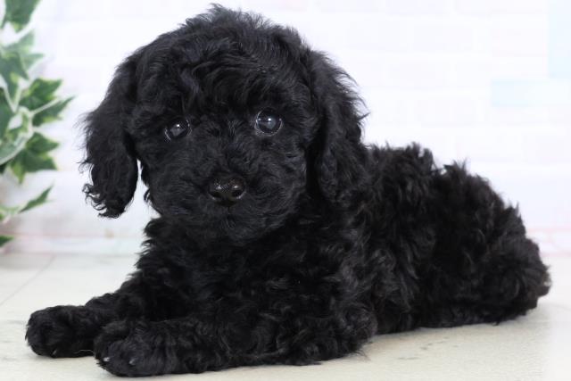 福岡県のトイプードル(トイ) (Coo&RIKU久留米店/2025年12月30日生まれ/女の子/ブラック)の子犬の3枚目の画像