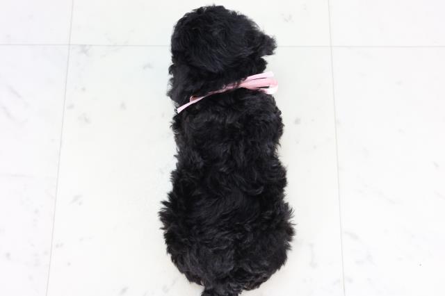 福岡県のトイプードル(トイ) (Coo&RIKU久留米店/2025年12月30日生まれ/女の子/ブラック)の子犬の4枚目の画像