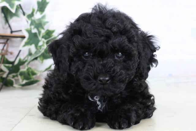 鹿児島県のトイプードル(トイ) (Coo&RIKU霧島店/2025年12月30日生まれ/男の子/ブラック)の子犬の1枚目の画像