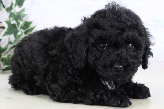 鹿児島県のトイプードル(トイ) (Coo&RIKU霧島店/2025年12月30日生まれ/男の子/ブラック)の子犬の2枚目の画像