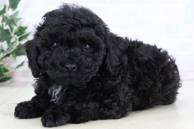 鹿児島県のトイプードル(トイ) (Coo&RIKU霧島店/2025年12月30日生まれ/男の子/ブラック)の子犬の3枚目の画像