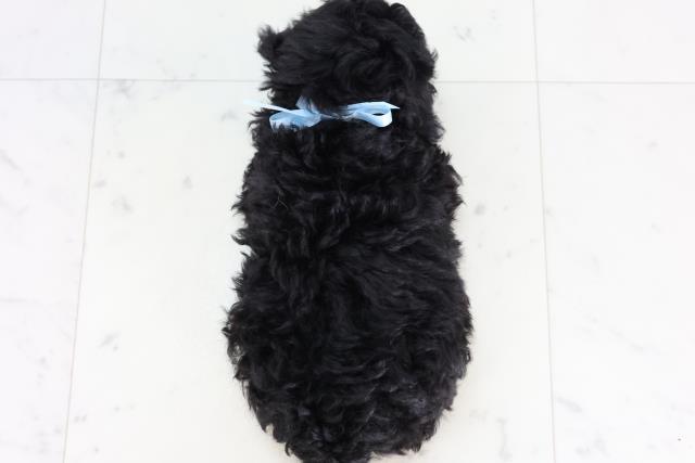 鹿児島県のトイプードル(トイ) (Coo&RIKU霧島店/2025年12月30日生まれ/男の子/ブラック)の子犬の4枚目の画像