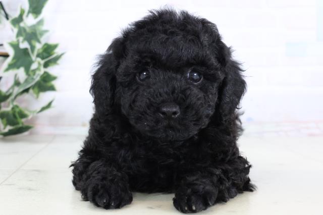 福岡県のトイプードル(トイ) (Coo&RIKUゆめタウン飯塚店/2025年12月30日生まれ/男の子/ブラック)の子犬の1枚目の画像