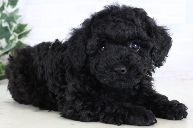 福岡県のトイプードル(トイ) (Coo&RIKUゆめタウン飯塚店/2025年12月30日生まれ/男の子/ブラック)の子犬の2枚目の画像