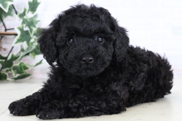 福岡県のトイプードル(トイ) (Coo&RIKUゆめタウン飯塚店/2025年12月30日生まれ/男の子/ブラック)の子犬の3枚目の画像
