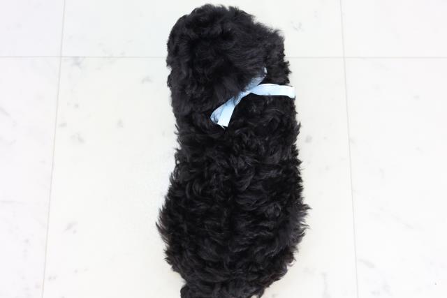 福岡県のトイプードル(トイ) (Coo&RIKUゆめタウン飯塚店/2025年12月30日生まれ/男の子/ブラック)の子犬の4枚目の画像
