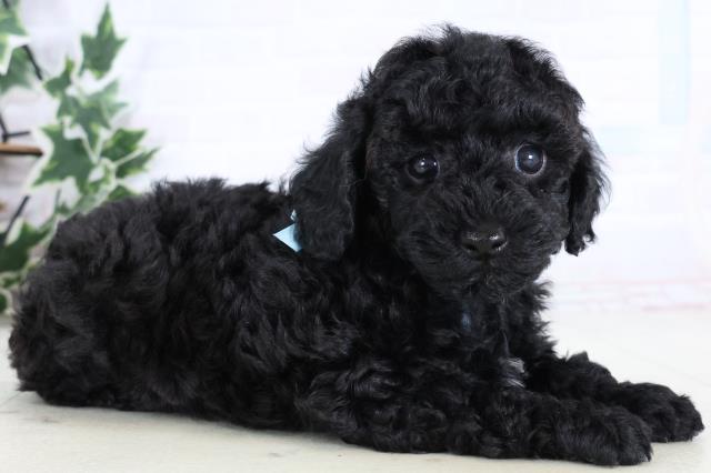 熊本県のトイプードル(トイ) (Coo&RIKU宇土シティモール店/2025年12月30日生まれ/男の子/ブラック)の子犬の2枚目の画像