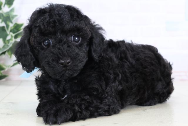 熊本県のトイプードル(トイ) (Coo&RIKU宇土シティモール店/2025年12月30日生まれ/男の子/ブラック)の子犬の3枚目の画像