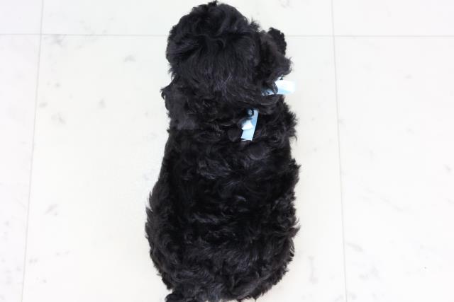 熊本県のトイプードル(トイ) (Coo&RIKU宇土シティモール店/2025年12月30日生まれ/男の子/ブラック)の子犬の4枚目の画像