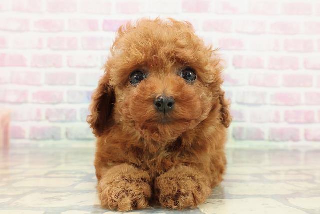 東京都のトイプードル(トイ) (Coo&RIKU下北沢店/2025年12月31日生まれ/女の子/レッド)の子犬の1枚目の画像