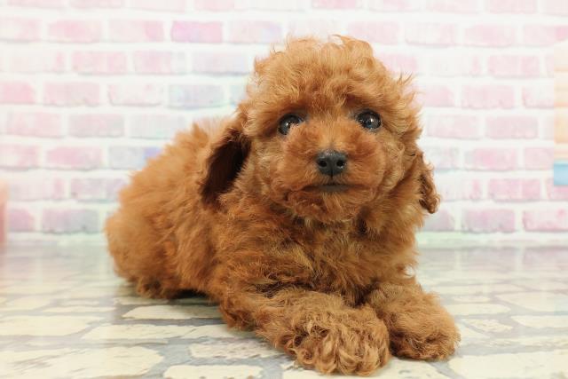 東京都のトイプードル(トイ) (Coo&RIKU下北沢店/2025年12月31日生まれ/女の子/レッド)の子犬の3枚目の画像