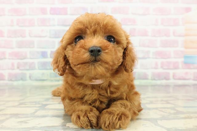 東京都のトイプードル(トイ) (Coo&RIKUフレスポ住吉店/2025年12月31日生まれ/女の子/レッド)の子犬の1枚目の画像