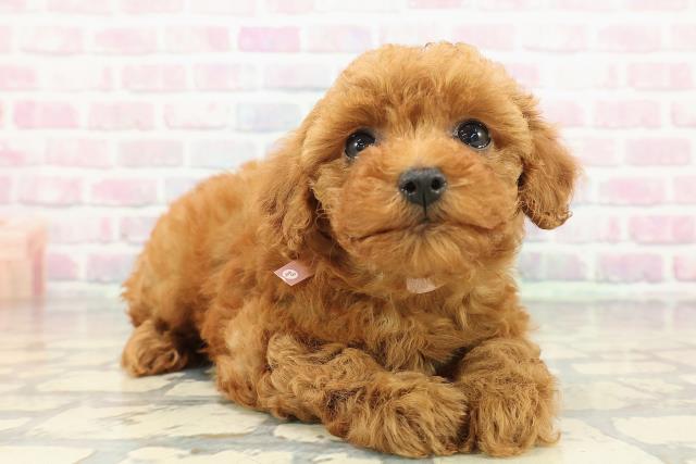 東京都のトイプードル(トイ) (Coo&RIKUフレスポ住吉店/2025年12月31日生まれ/女の子/レッド)の子犬の3枚目の画像