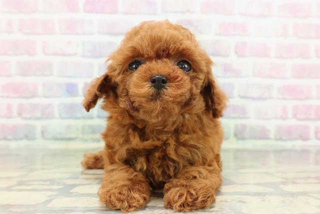 東京都のトイプードル(トイ) (Coo&RIKU阿佐ヶ谷店/2025年12月31日生まれ/女の子/レッド)の子犬の1枚目の画像