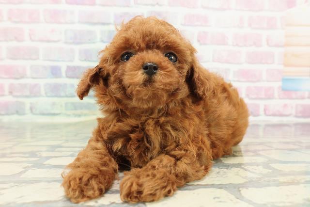 東京都のトイプードル(トイ) (Coo&RIKU阿佐ヶ谷店/2025年12月31日生まれ/女の子/レッド)の子犬の2枚目の画像