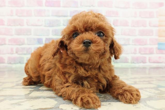 東京都のトイプードル(トイ) (Coo&RIKU阿佐ヶ谷店/2025年12月31日生まれ/女の子/レッド)の子犬の3枚目の画像