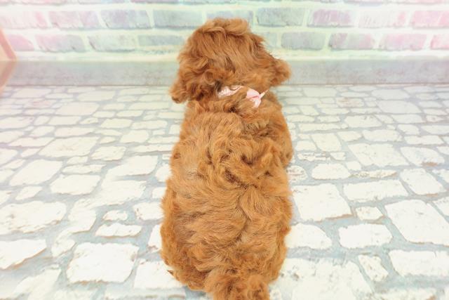 東京都のトイプードル(トイ) (Coo&RIKU阿佐ヶ谷店/2025年12月31日生まれ/女の子/レッド)の子犬の4枚目の画像