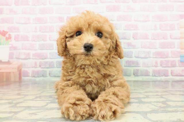 千葉県のトイプードル(トイ) (Coo&RIKUアクロスモール新鎌ケ谷店/2025年12月28日生まれ/男の子/アプリコット)の子犬の1枚目の画像