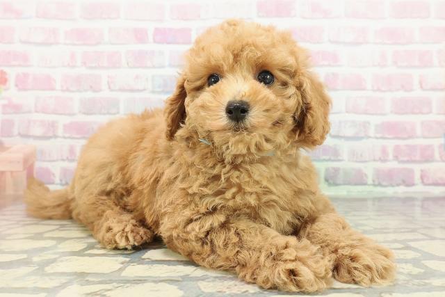 千葉県のトイプードル(トイ) (Coo&RIKUアクロスモール新鎌ケ谷店/2025年12月28日生まれ/男の子/アプリコット)の子犬の3枚目の画像