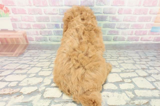 千葉県のトイプードル(トイ) (Coo&RIKUアクロスモール新鎌ケ谷店/2025年12月28日生まれ/男の子/アプリコット)の子犬の4枚目の画像