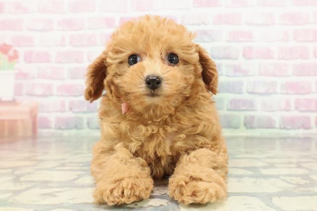 東京都のトイプードル(トイ) (Coo&RIKU赤坂店/2025年12月28日生まれ/女の子/アプリコット)の子犬の1枚目の画像