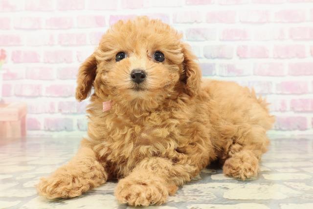 東京都のトイプードル(トイ) (Coo&RIKU赤坂店/2025年12月28日生まれ/女の子/アプリコット)の子犬の2枚目の画像